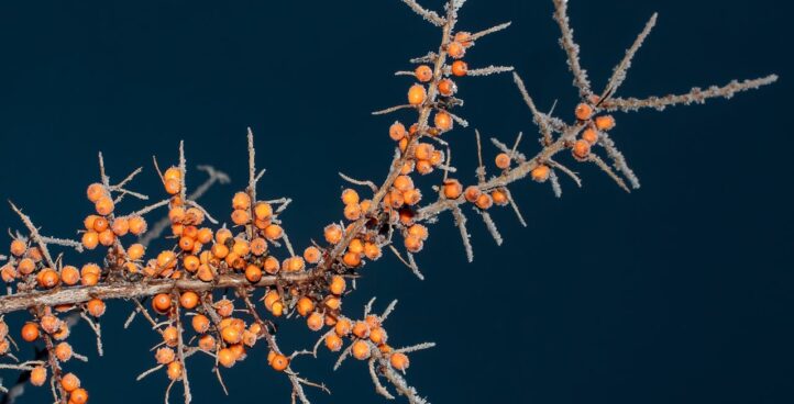 Sea Buckthorn